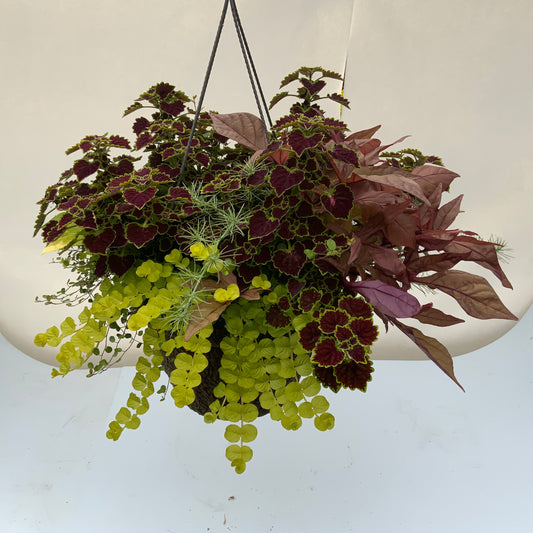 Foliage Mix 12" Fiber Hanging Basket