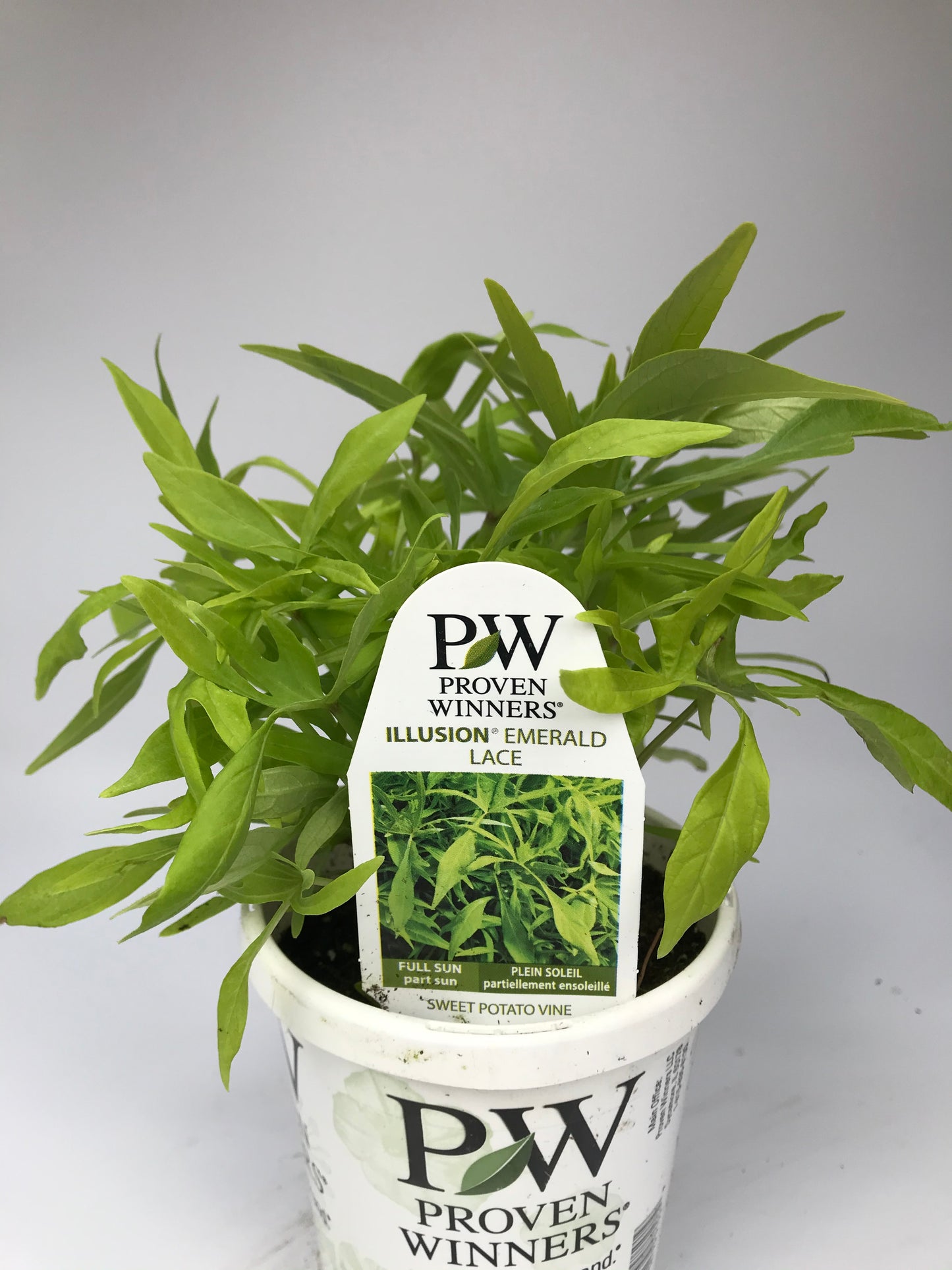 PW 4.25" Potato Vine Illusion Emerald Lace