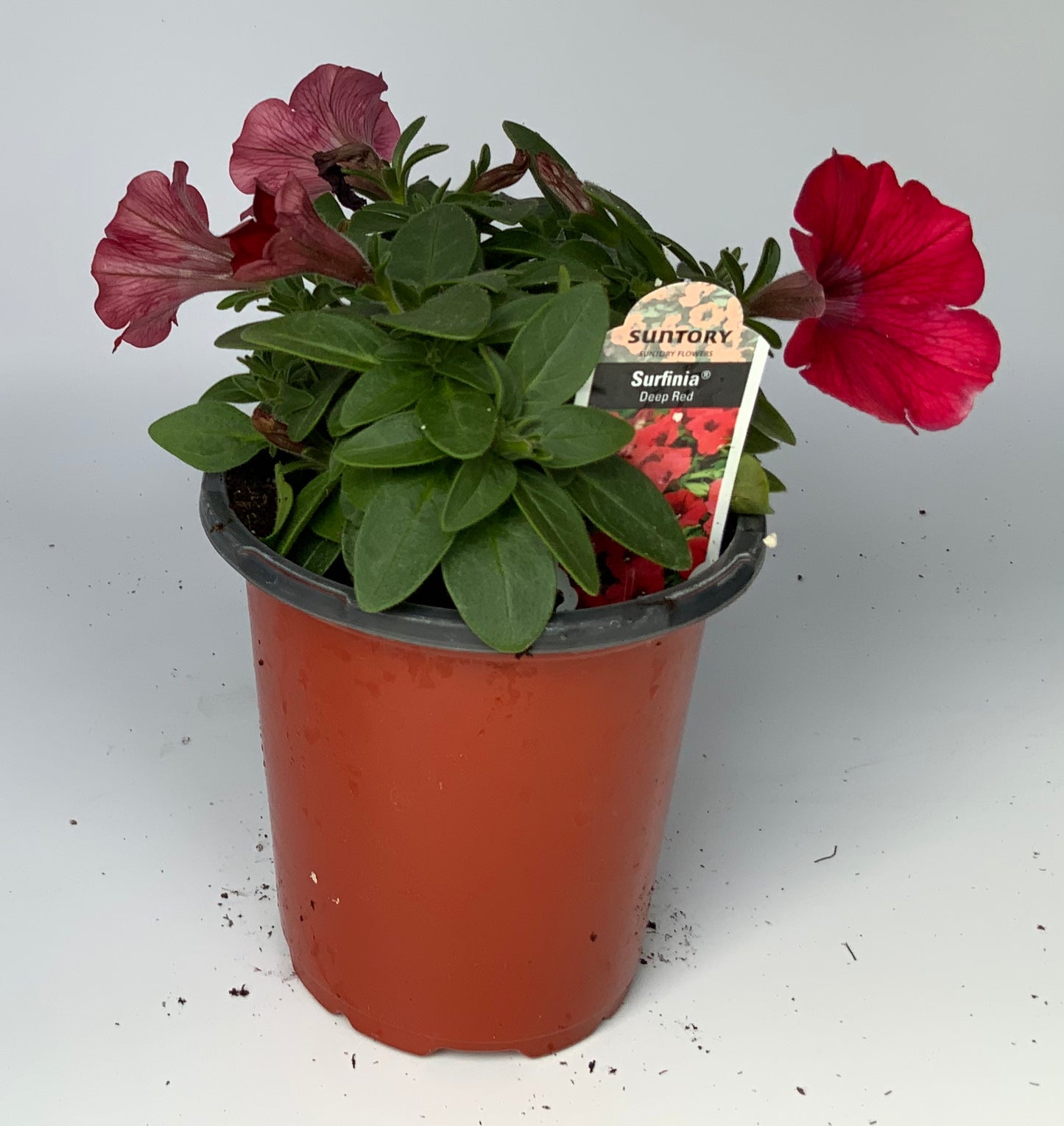 Petunia Surfinia, 4.25"