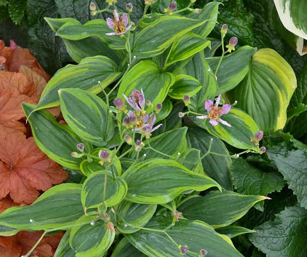 Toad Lily 'Autumn Glow'