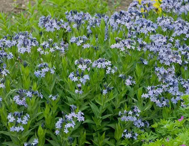 Amsonia 'Blue Ice'
