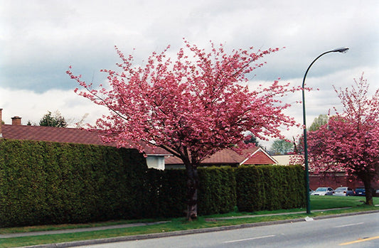 Cherry, Flowering 'Kwanzan'