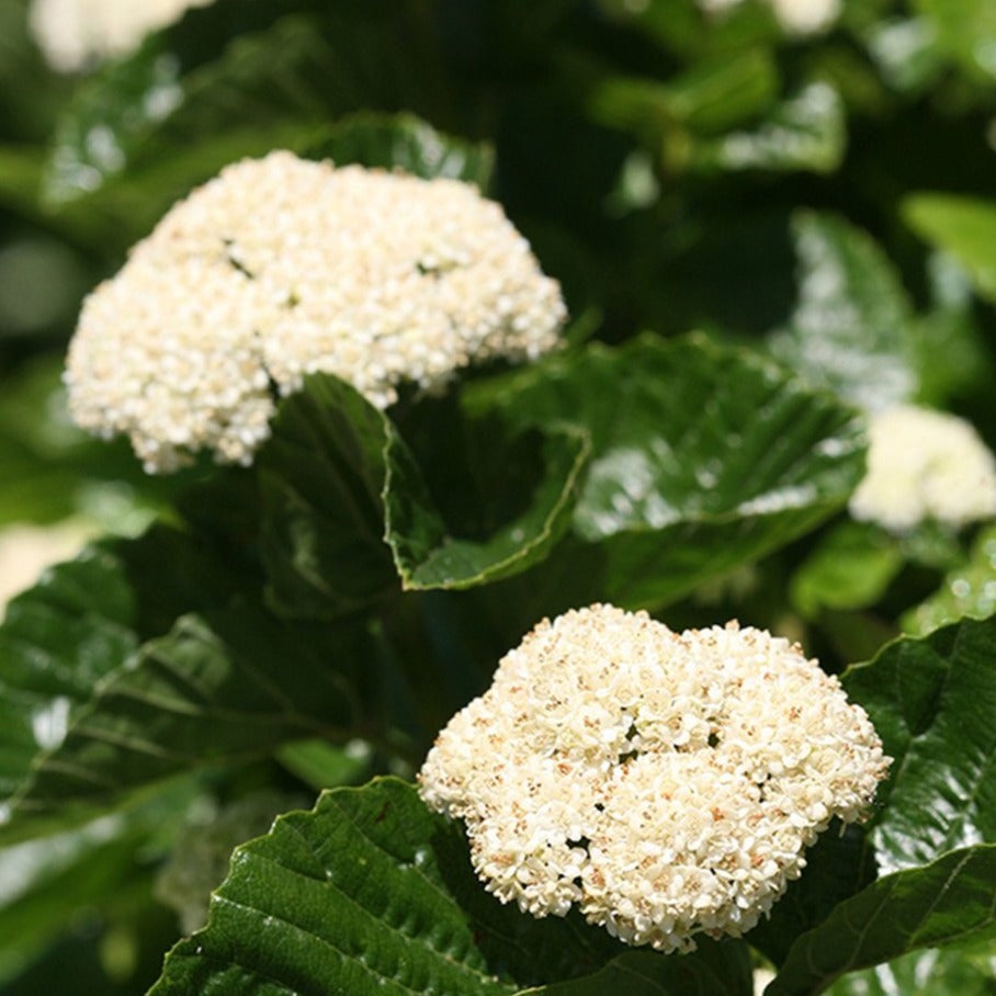 Virburnum 'All that Glitters' 3gal