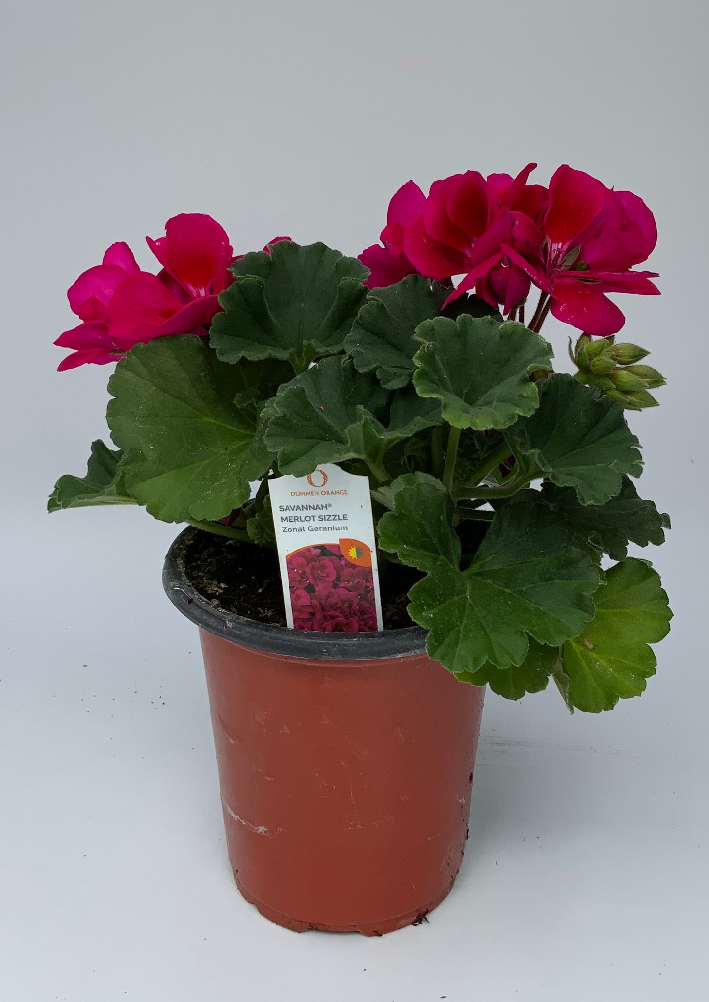 Geranium 'Survivor' 4.25"
