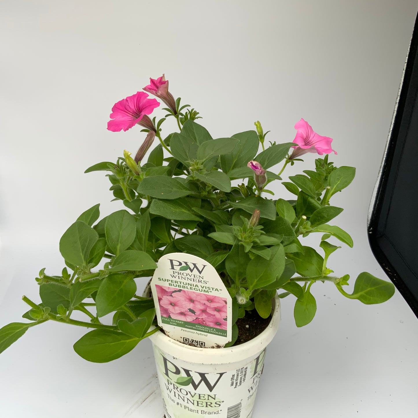 PW 4.25" Petunia Supertunia - 11 Colors