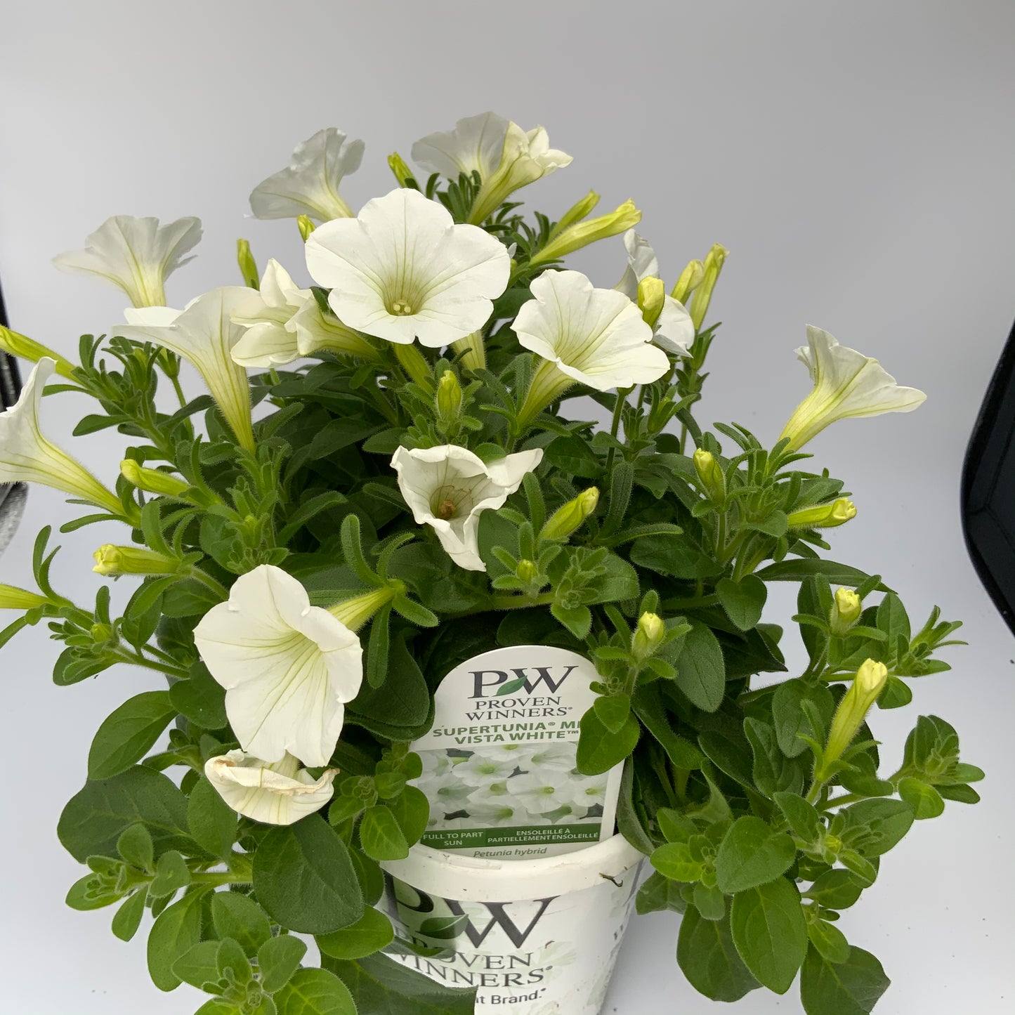 PW 4.25" Petunia Supertunia - 11 Colors