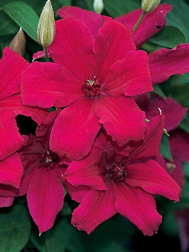 Clematis 'Cardinal Wyszynski'