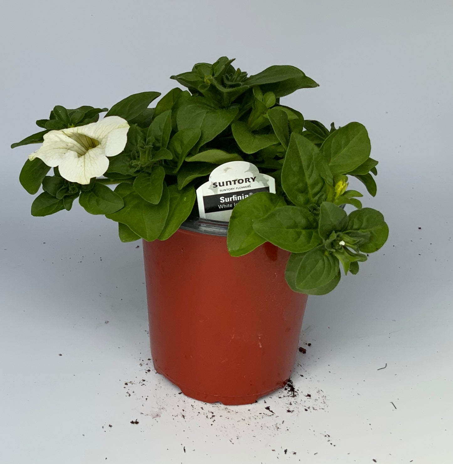 Petunia Surfinia, 4.25"