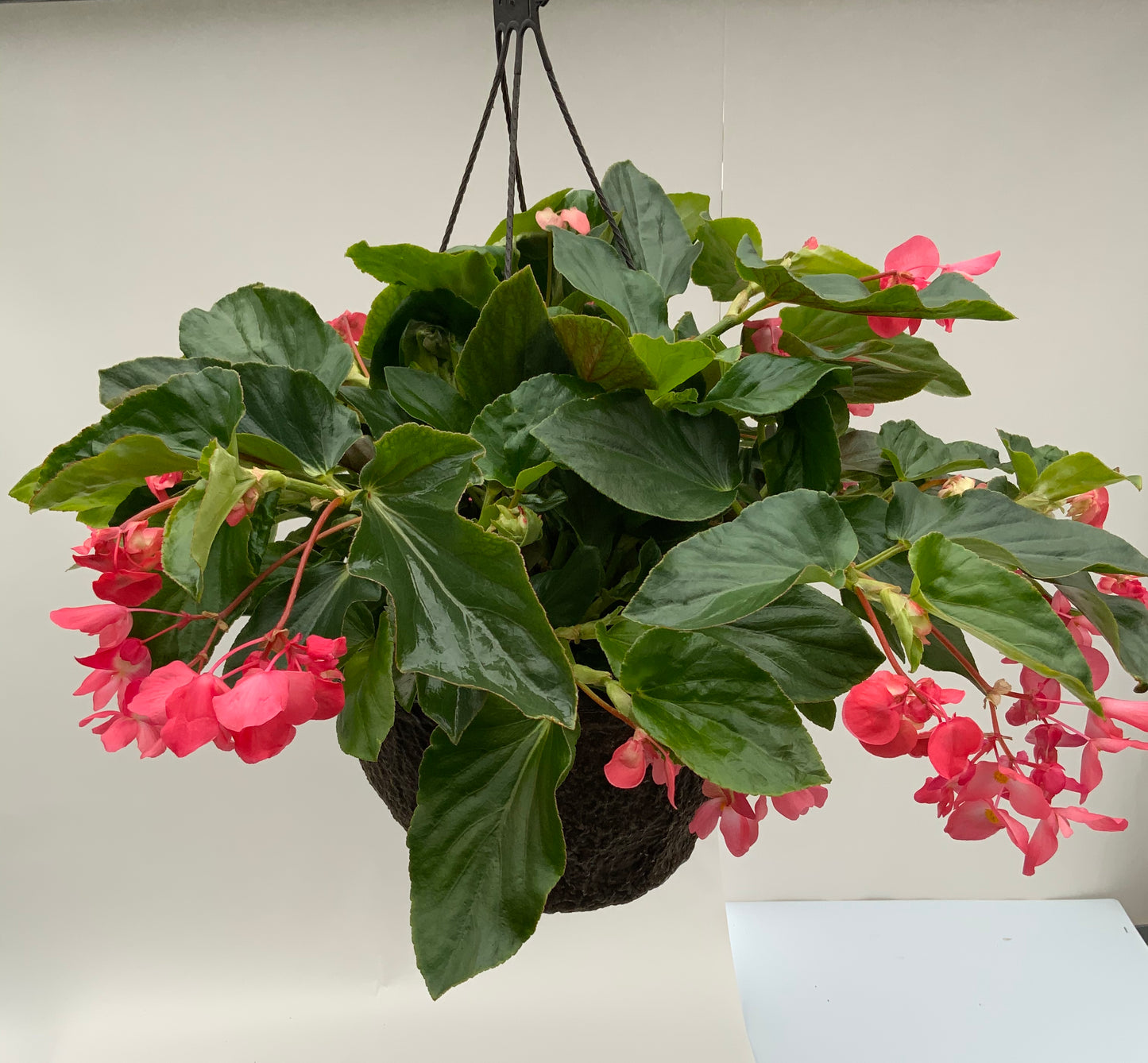 Begonia - 12" Fiber Hanging Basket