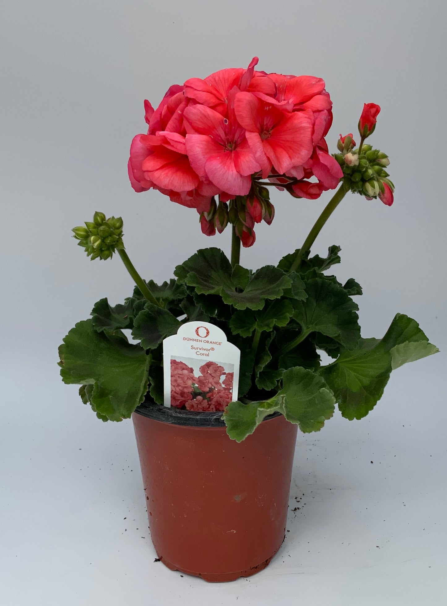 Geranium 'Survivor' 4.25"