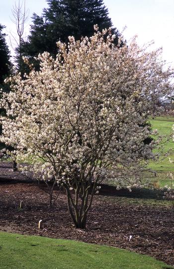 Serviceberry 'Autumn Brilliance'