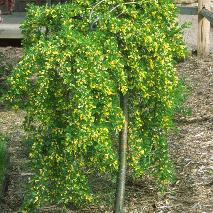 Weeping Caragana 'Pendula'