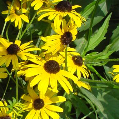 Black-Eyed Susan 'Viette's Little Suzy'