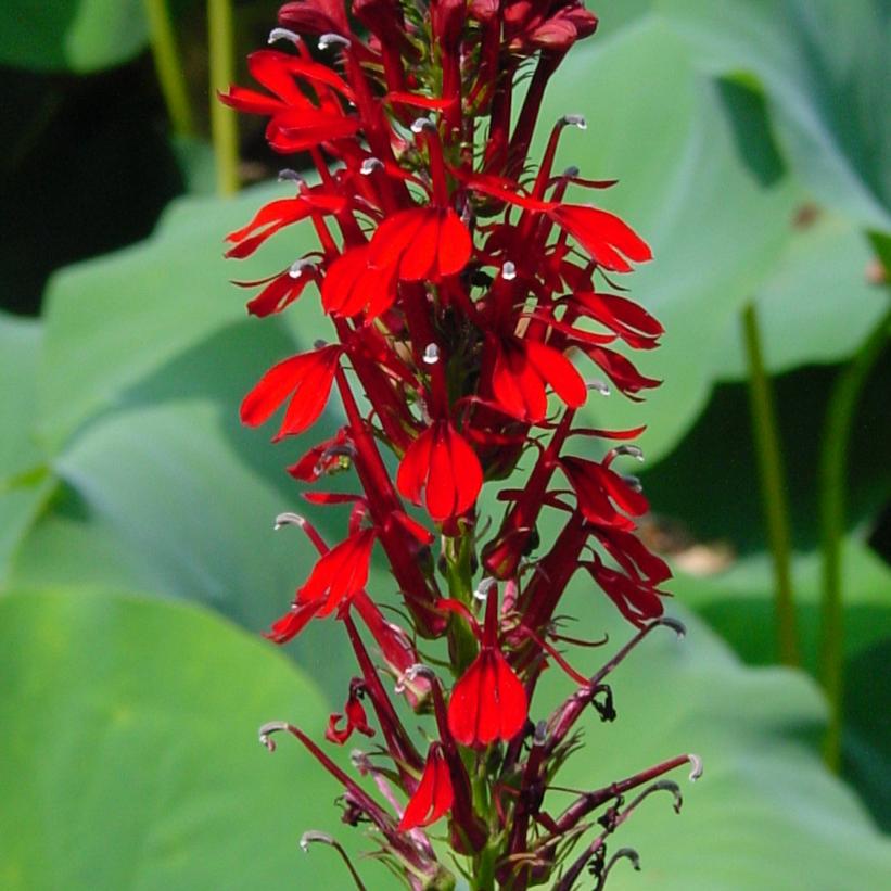 Cardinal Flower