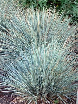 Grasses, Blue Oat 'Sapphire'