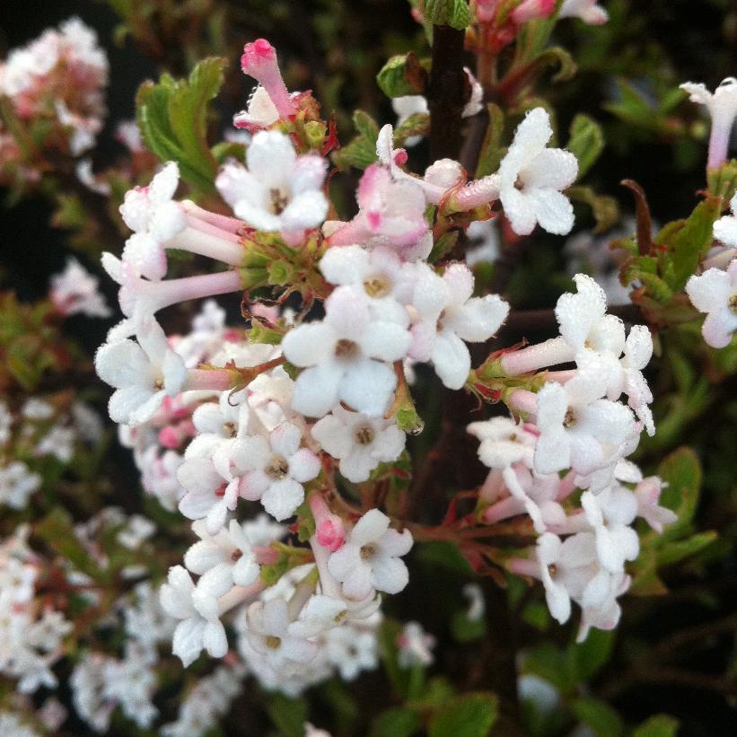 Dwarf Fragrant Viburnum 2 gal