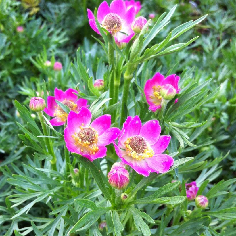 Anemone, Cutleaf