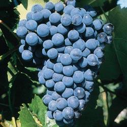 Grape 'Sovereign Coronation' (Blue)