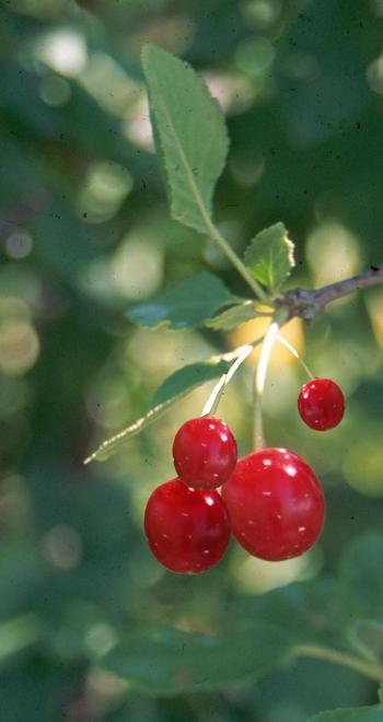 Cherry 'Meteor' (Tart)
