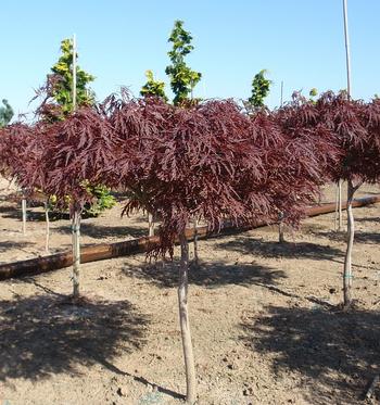 Japanese Maple, Cutleaf 'Red Dragon'