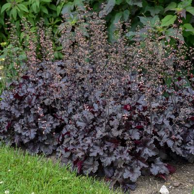 Coral Bells 'Black Pearl' PW