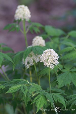 White Baneberry Native 1LTR