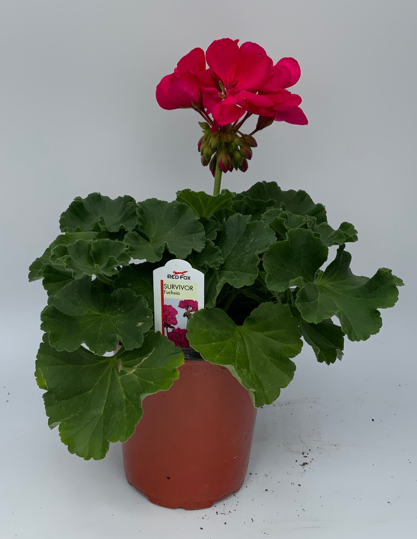 Geranium 'Survivor' 4.25"