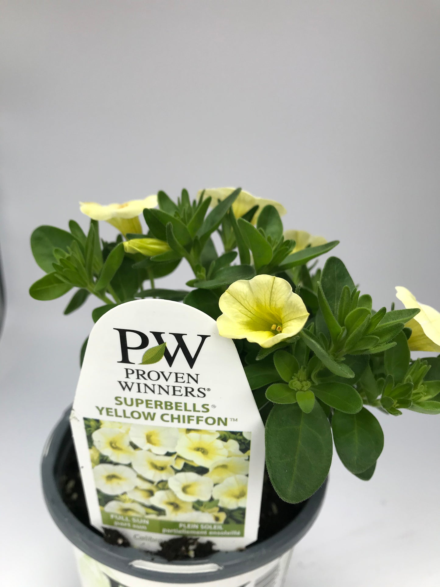 PW 4.25" Calibrachoa Superbells