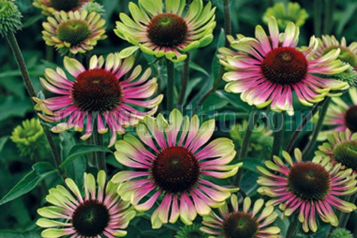 Coneflower 'Green Twister'