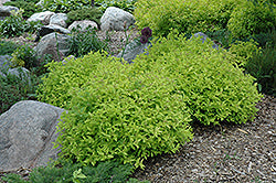 Spirea 'Goldmound'