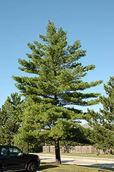 Pine, White