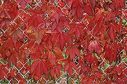 Englemann Ivy