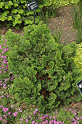 Dwarf Hinoki Falsecypress 'Nana Gracilis'