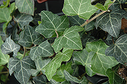 Baltic Ivy