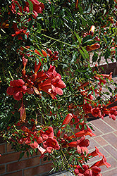 Trumpetvine 'Flamenco Red'