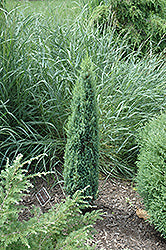 Juniper 'Pencil Point'