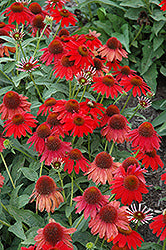 Coneflower 'Sombrero Salsa Red'