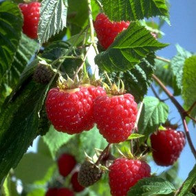 Raspberry 'Heritage'