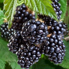 Blackberry 'Navaho'