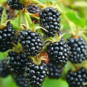 Blackberry 'Triple Crown'