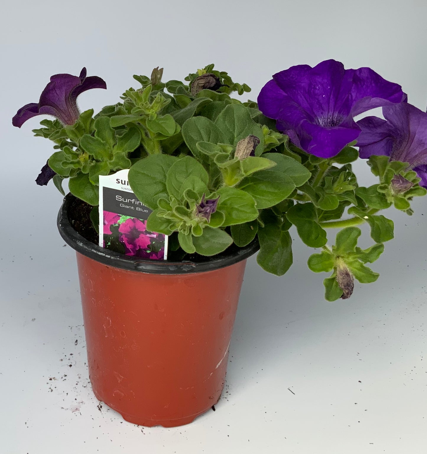 Petunia Surfinia, 4.25"
