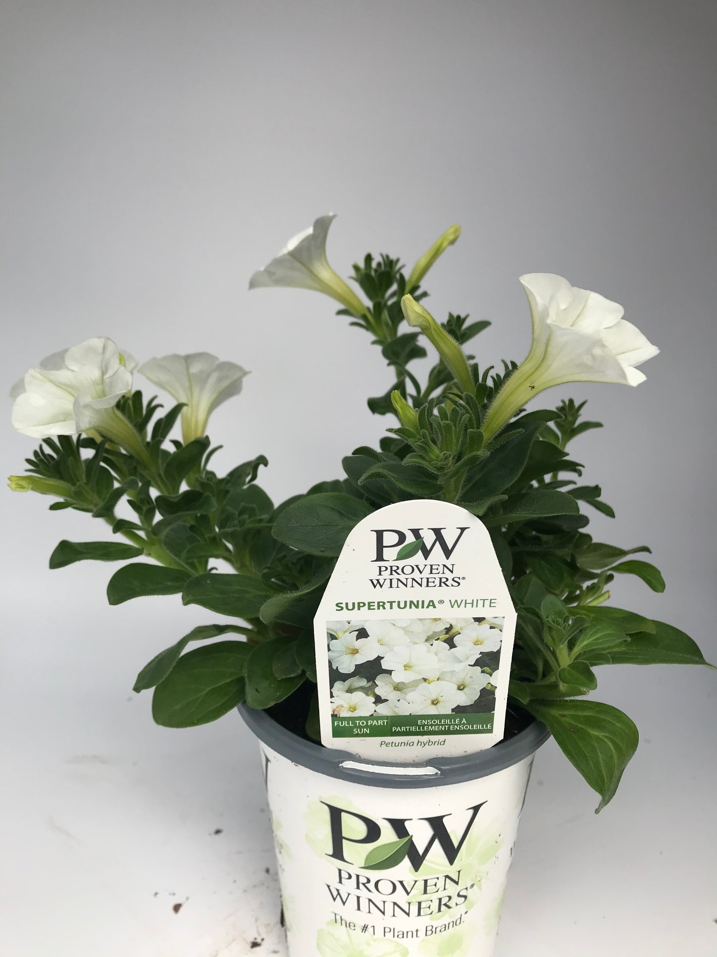 PW 4.25" Petunia Supertunia - 11 Colors