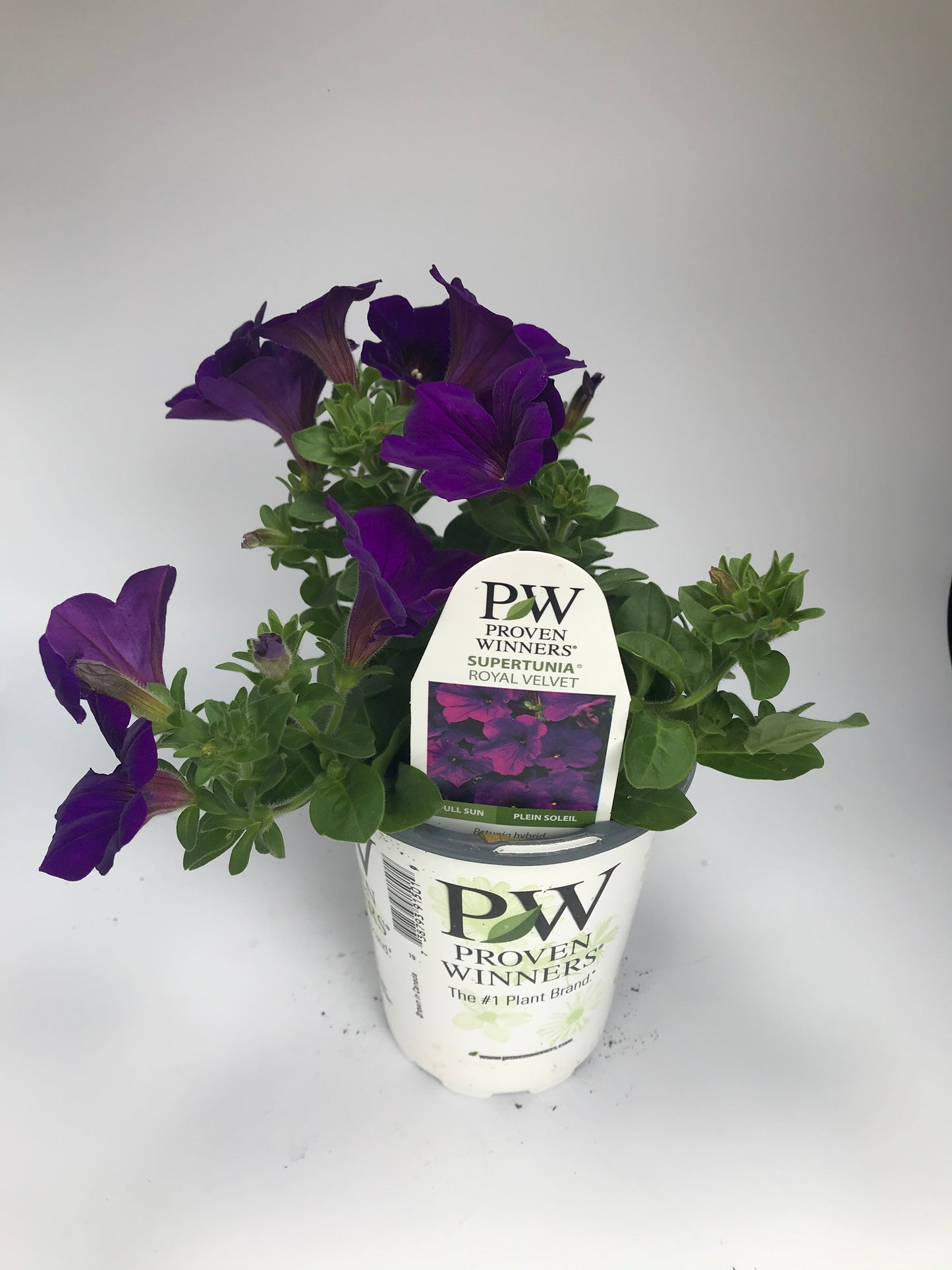 PW 4.25" Petunia Supertunia - 11 Colors