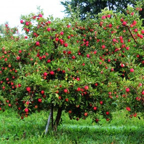 Apple Tree - Combination
