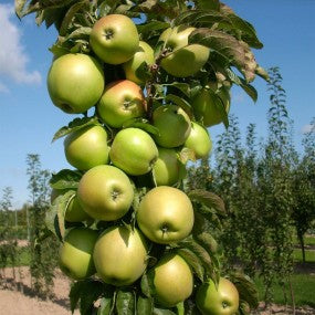 Apple, Columnar 'Golden Sentinel'