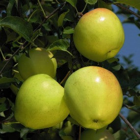 Apple 'Mutsu'