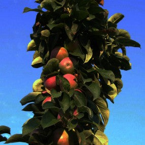 Apple, Columnar 'Scarlet Sentinel'