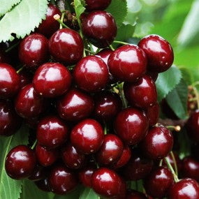 Cherry 'Stella' (Sweet)
