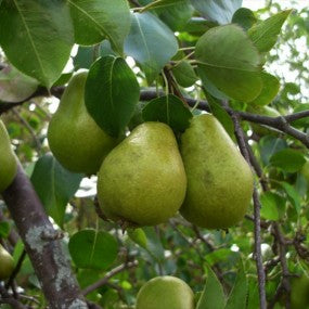 Pear 'Bartlett'