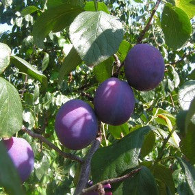 Plum (Combination)